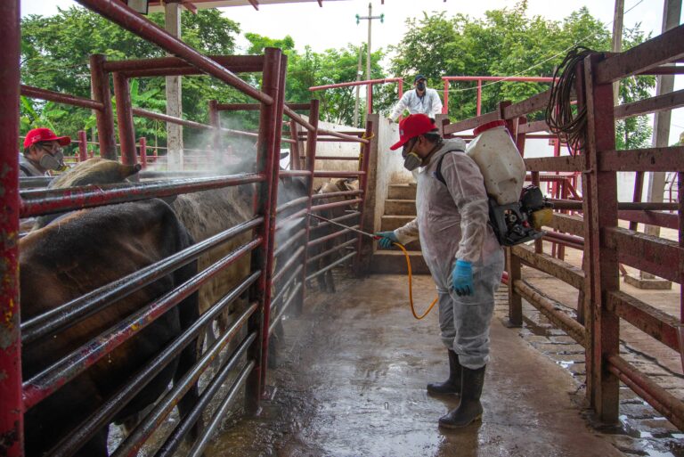 A un año del primer caso, México mantiene controlado el gusano barrenador y concentra los casos en el sur–sureste