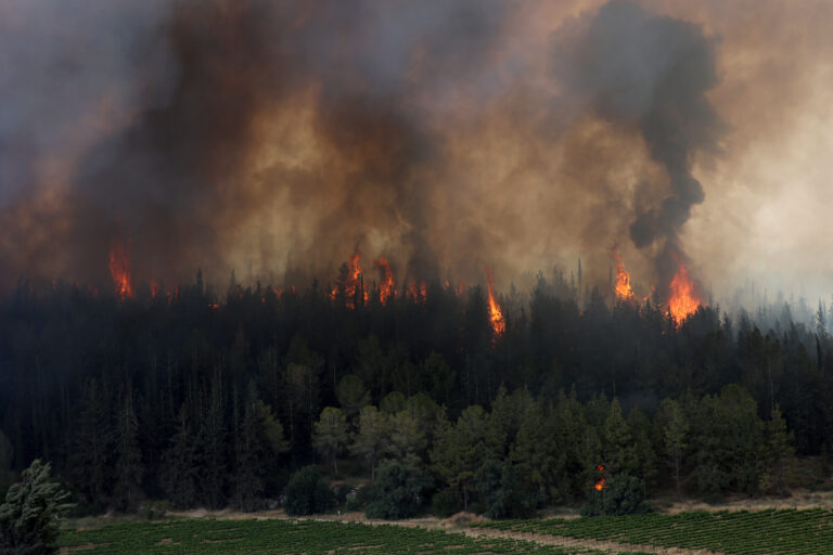 El calentamiento, los incendios y las plagas amenazan los bosques