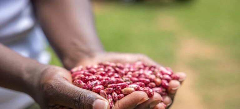 El cambio climático reducirá drásticamente las cosechas, amenazando nuestra alimentación