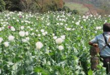 El cultivo de opio en Afganistán se desploma, reconfigurando el narcotráfico global