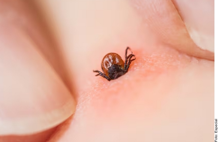 Garrapatas siguen causando muertes en Coahuila