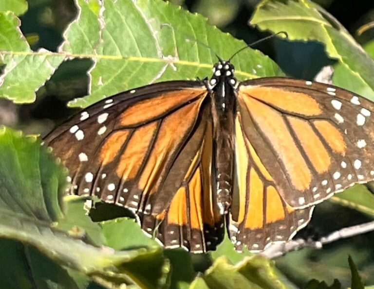 Herbicidas y clima amenazan la migración de la mariposa monarca: advierte WWF