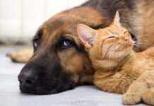 Preocupa gusano barrenador en gatos y perros