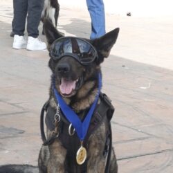 ¡Misión cumplida! Se retira el oficial canino