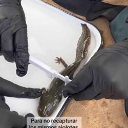 Equipo científico de la UNAM1