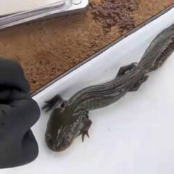 Equipo científico de la UNAM2