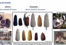 Fomento a redes comunitarias campesinas para preservar semillas, plantean universitarias