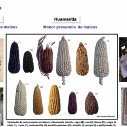 Fomento a redes comunitarias campesinas para preservar semillas, plantean universitarias