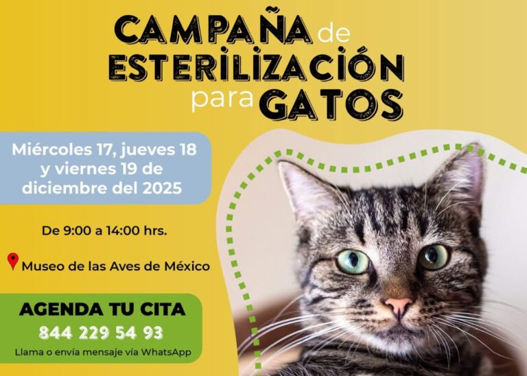 Habrá los días 17, 18 y 19 de diciembre campaña de esterilización de gatos al 2 x 1 en el MUSAVE
