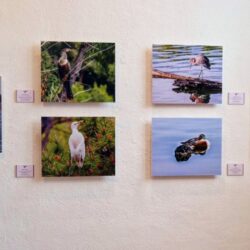 Invitan a conocer la exposición fotográfica “Aves de México, miradas de observadores”