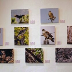 Invitan a conocer la exposición fotográfica “Aves de México, miradas de observadores”1