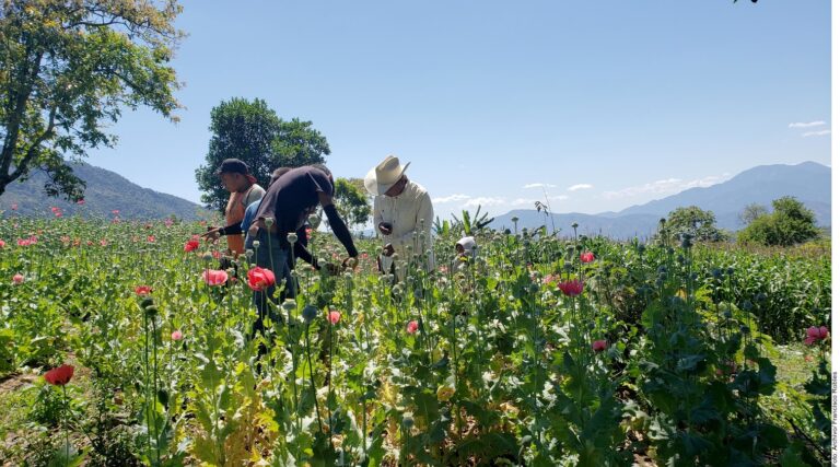 En Guerrero, pasan de Sembrando Vida…  a sembrando amapola