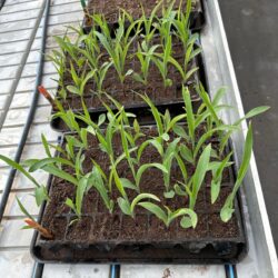 UPL impulsa desde Ramos Arizpe la agricultura sustentable con invernadero y laboratorio de última generación