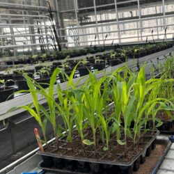 UPL impulsa desde Ramos Arizpe la agricultura sustentable con invernadero y laboratorio de última generación1