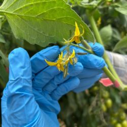 UPL impulsa desde Ramos Arizpe la agricultura sustentable con invernadero y laboratorio de última generación3