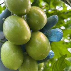 UPL impulsa desde Ramos Arizpe la agricultura sustentable con invernadero y laboratorio de última generación4