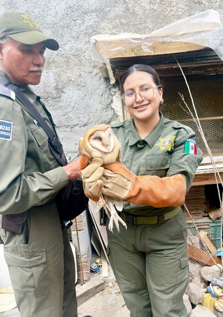 Auxilia Policía Ambiental especies silvestres en el área urbana de Saltillo