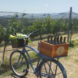 Alistan recorridos en vinícolas de General Cepeda2