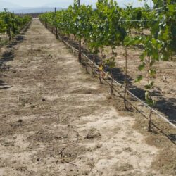 Alistan recorridos en vinícolas de General Cepeda3