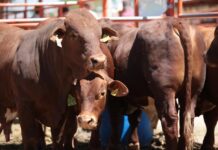 Coahuila atiende alerta sanitaria por riesgo de gusano barrenador del ganado