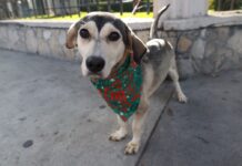 Emite Saltillo recomendaciones para proteger a seres sintientes ante bajas temperaturas