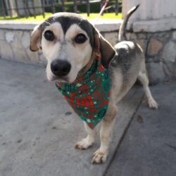 Emite Saltillo recomendaciones para proteger a seres sintientes ante bajas temperaturas