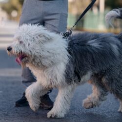 Emite Saltillo recomendaciones para proteger a seres sintientes ante bajas temperaturas1