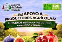 Impulsa Coahuila al campo con subsidios del 50% para higo, granado y nogal