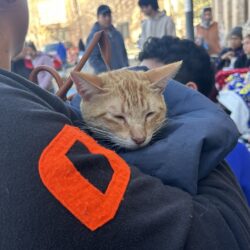 Impulsan esterilización gratuita de mascotas en el DIF Ramos Arizpe; atienden a animales y abren lista de espera por alta demanda3