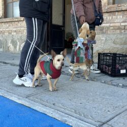 Impulsan esterilización gratuita de mascotas en el DIF Ramos Arizpe; atienden a animales y abren lista de espera por alta demanda5
