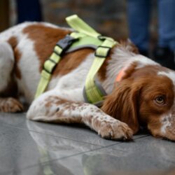 Saltillo recibirá el Distintivo a la Excelencia Municipal 2025 por el programa2