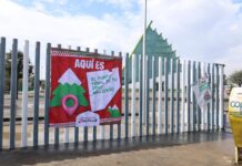 Dispone Municipio centros de acopio para pinos naturales de Navidad