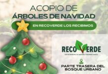 En Torreón, programa Recoverde transforma los pinos navideños naturales en acolchado vegetal