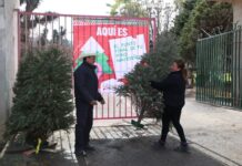 Lleve su pino navideño natural a alguno de los centros de acopio