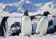 Los pingüinos adelantan su reproducción por el cambio climático