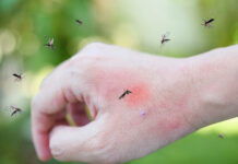 Pérdida de biodiversidad lleva a mosquitos a picar más a humanos, revela estudio
