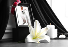Revela estudio que la muerte de una mascota puede generar un duelo tan intenso como el de un familiar