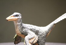 Xenovenator espinosai: el nuevo dinosaurio descubierto en Coahuila