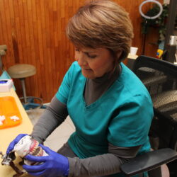 4 DIA DEL DENTISTA 2