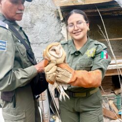 Capacitan a Policía Ambiental en manejo de vida silvestre