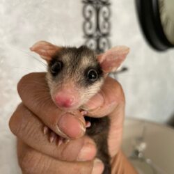 Capacitan a Policía Ambiental en manejo de vida silvestre2