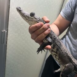 Capacitan a Policía Ambiental en manejo de vida silvestre3