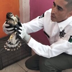 Capacitan a Policía Ambiental en manejo de vida silvestre5