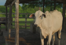 México y EU lanzan campaña educativa para la prevención y notificación del gusano barrenador del ganado