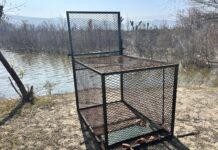 Continúa búsqueda de más cocodrilos en presa Palo Blanco; monitoreo es permanente