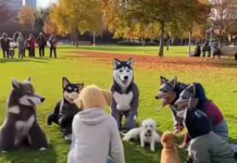 Gana presencia el movimiento “therian” en el norte de México