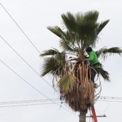 Intensifica Javier Díaz rehabilitación de las vialidades Antonio Cárdenas y V. Carranza6