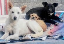 Lanza asociación en Saltillo campaña de adopción de perros y gatos por redes sociales