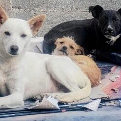 Lanza asociación en Saltillo campaña de adopción de perros y gatos por redes sociales