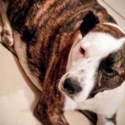 Lanza asociación en Saltillo campaña de adopción de perros y gatos por redes sociales1